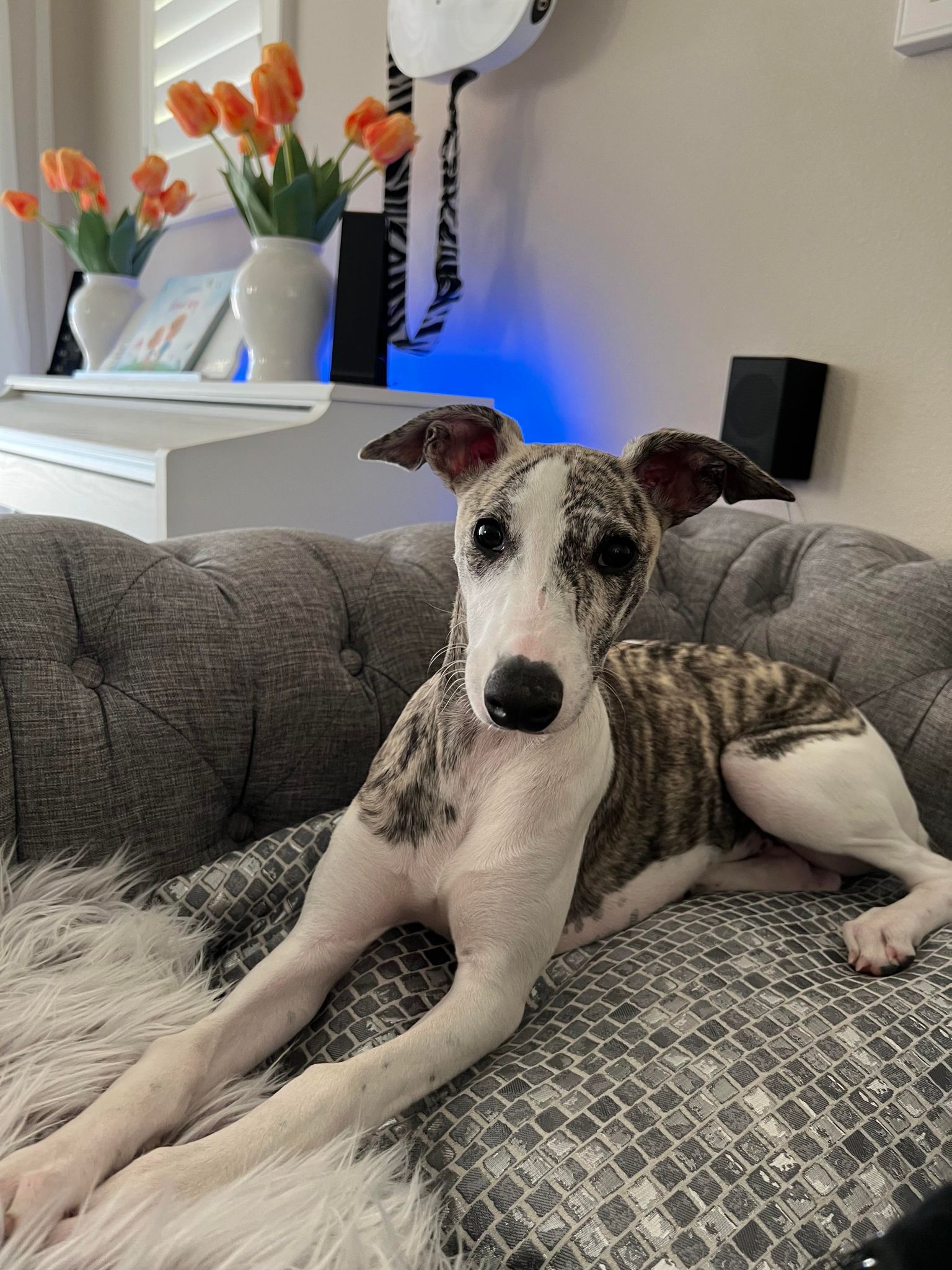 whippet puppy in california