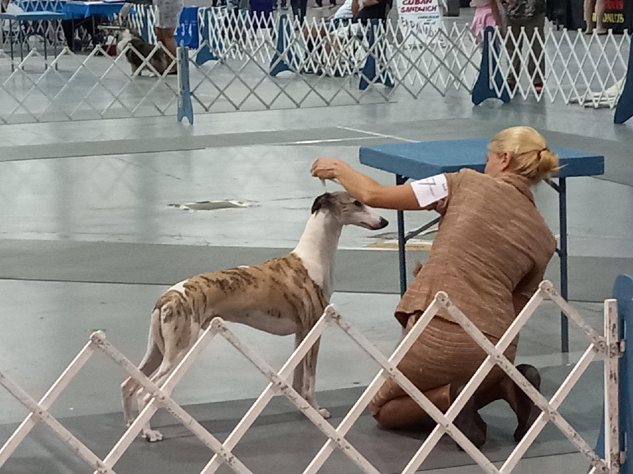 whippet stud dog in florida