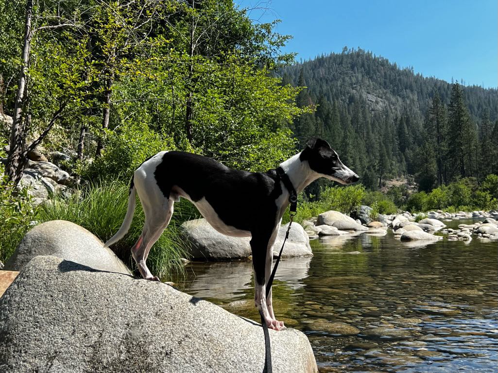 whippet camping in washington
