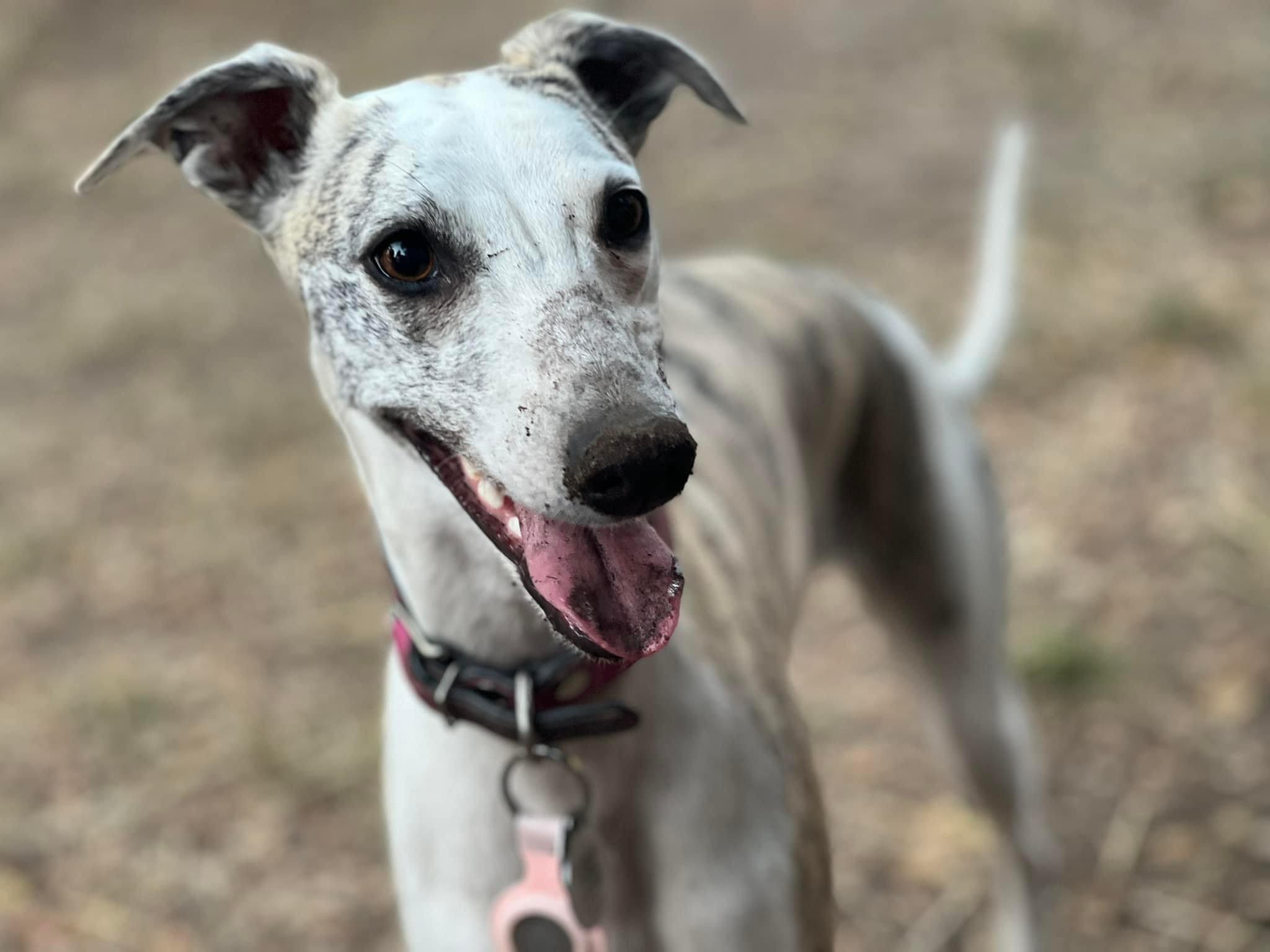 whippets in california