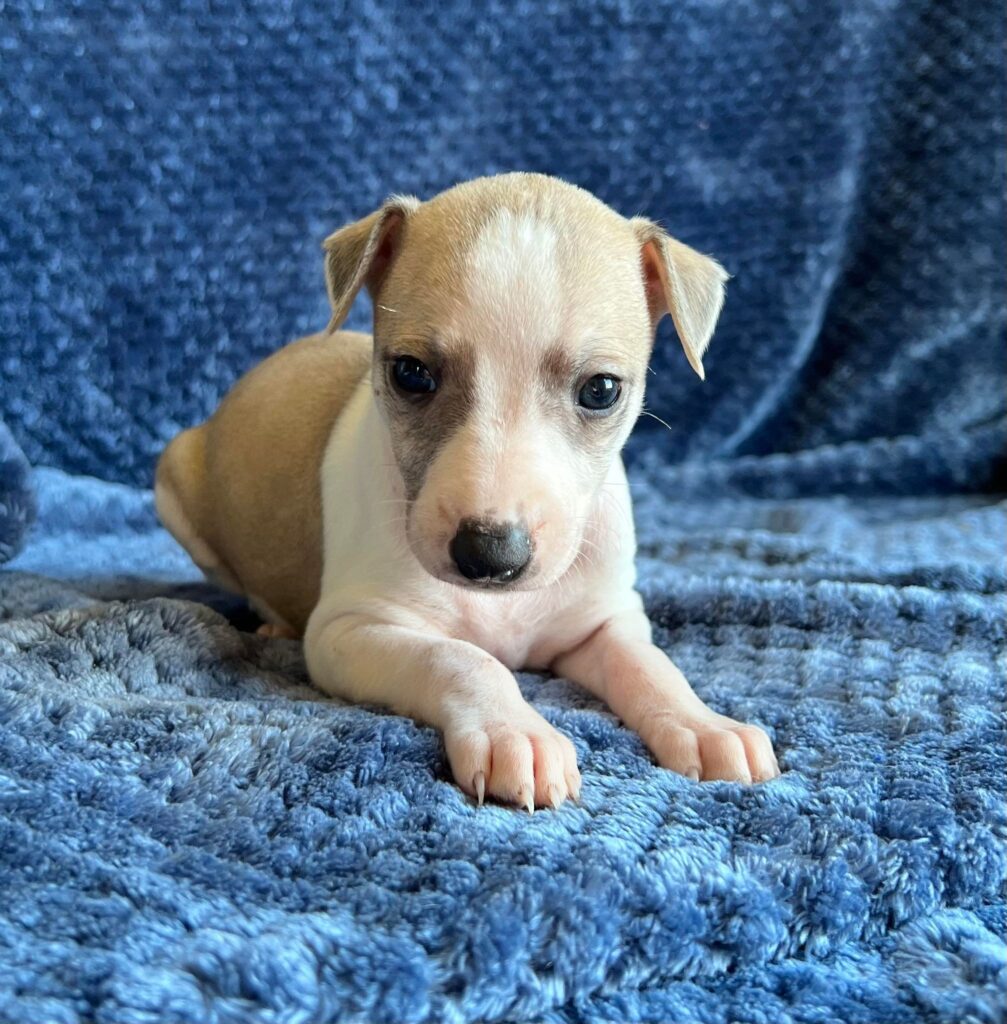 whippet puppies for sale in tucson arizona