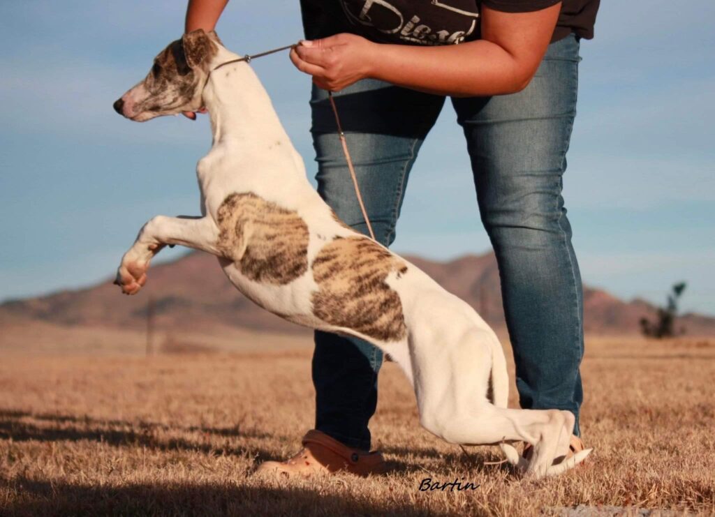 whippet puppies for sale in the USA