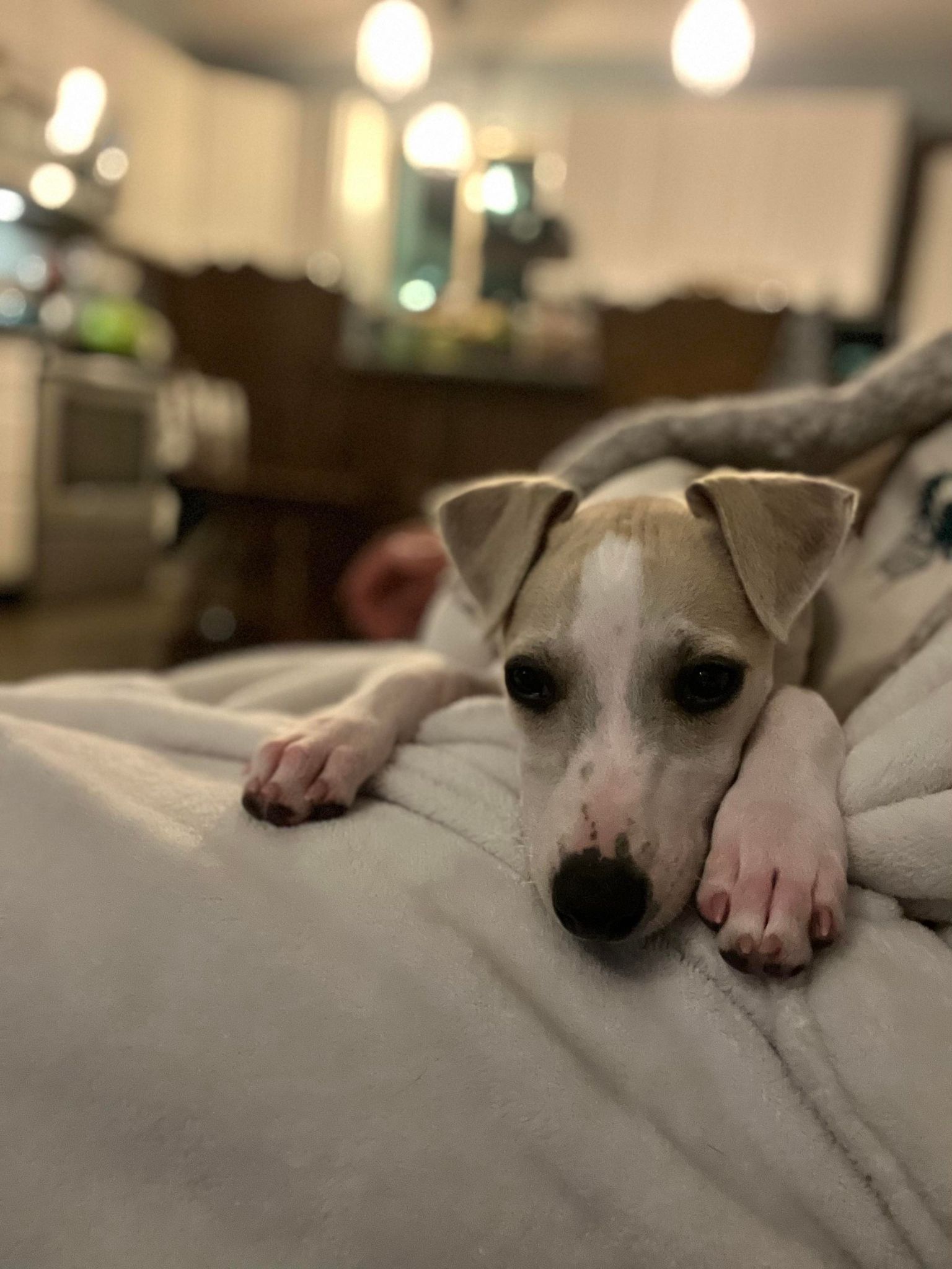 whippet puppies for sale in the USA