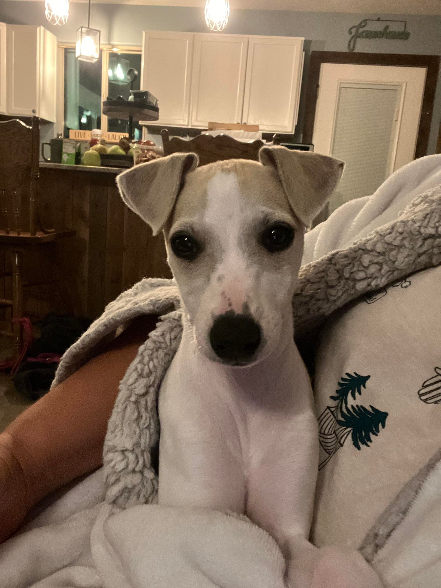 whippet puppies for sale in the USA