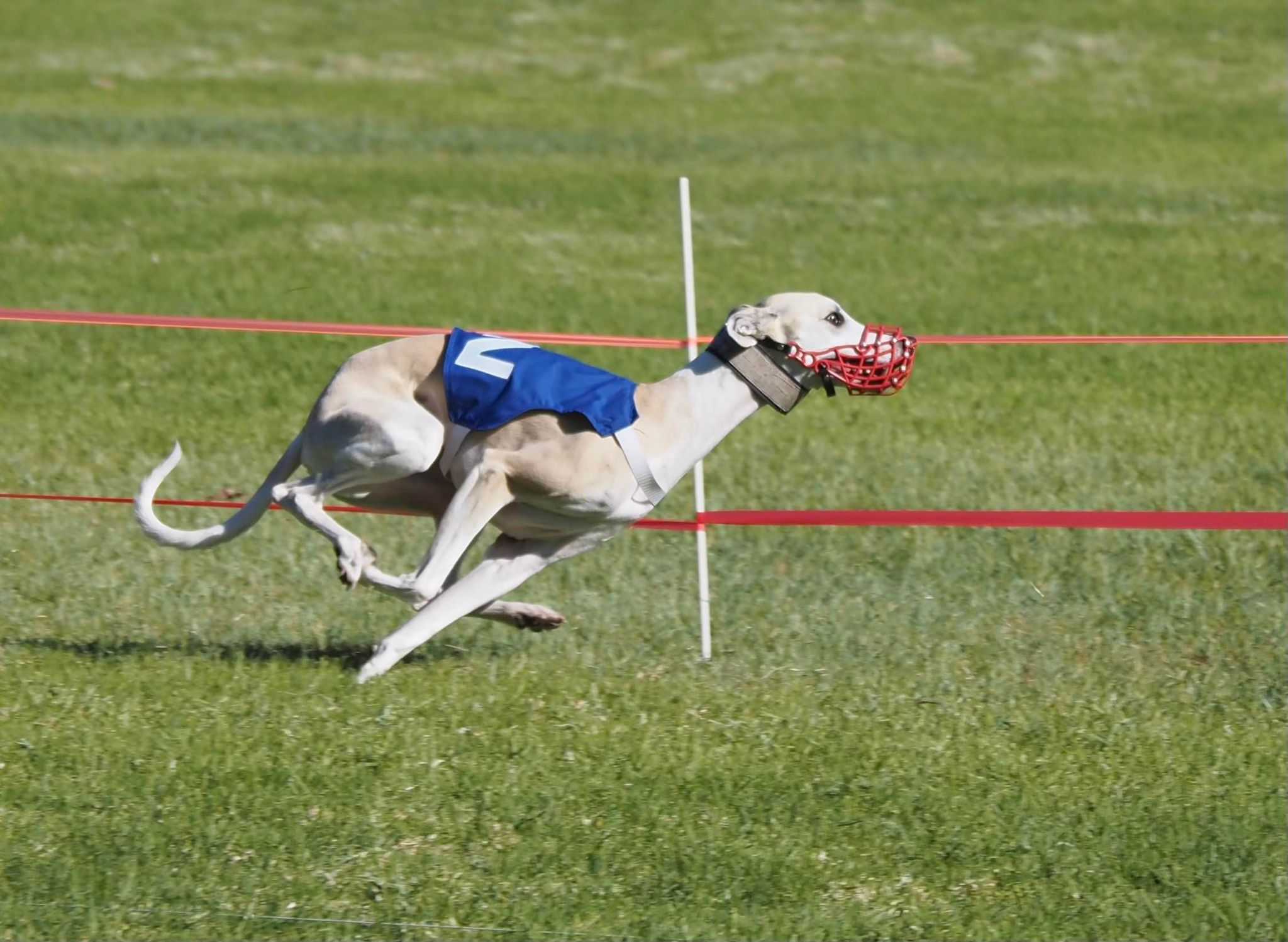 whippet lure coursing in california