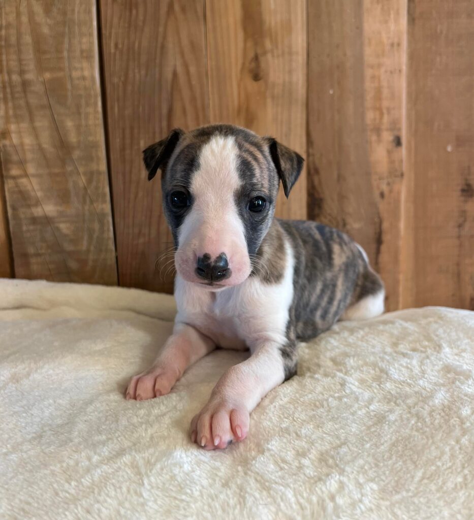 whippet puppies available in tucson arizona