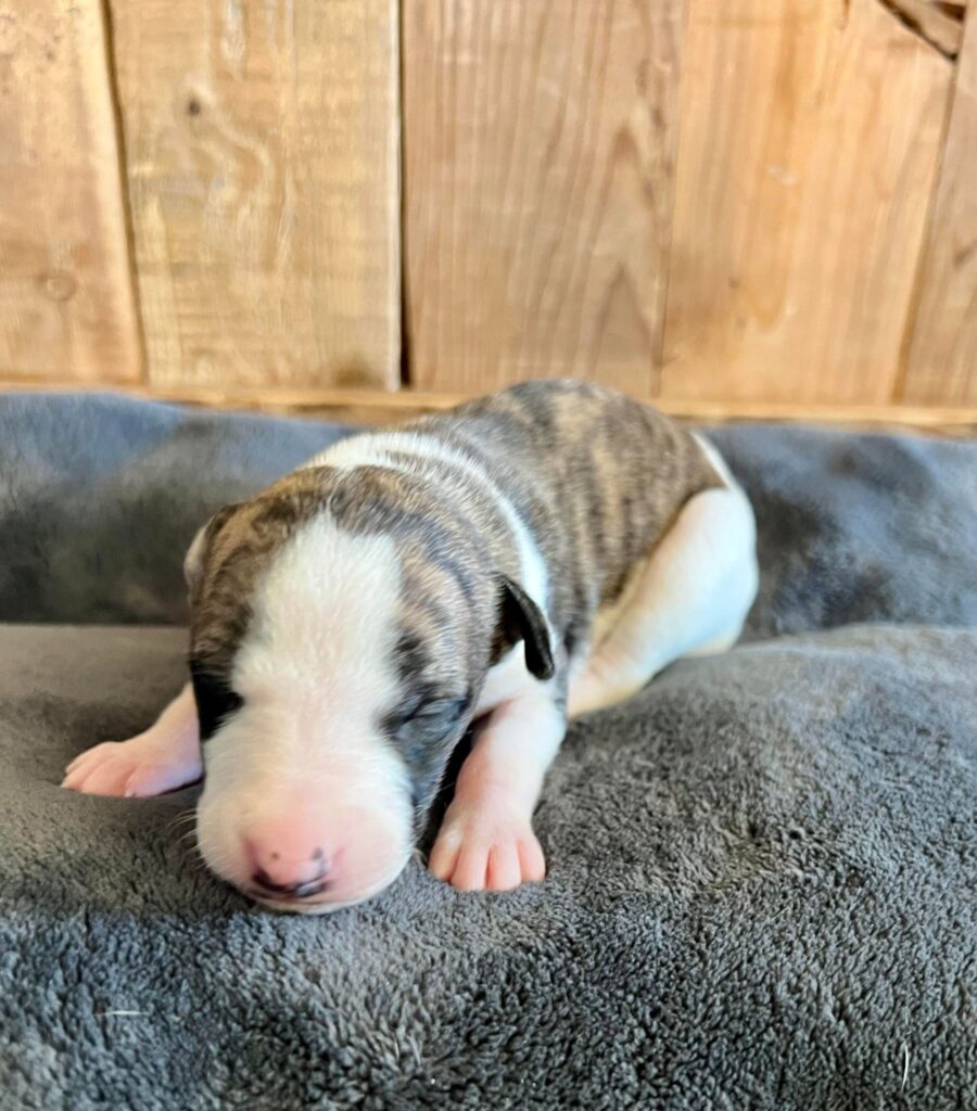 whippet puppies available in tucson arizona