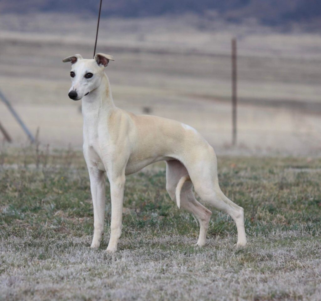 fawn and white whippet in tucson arizona