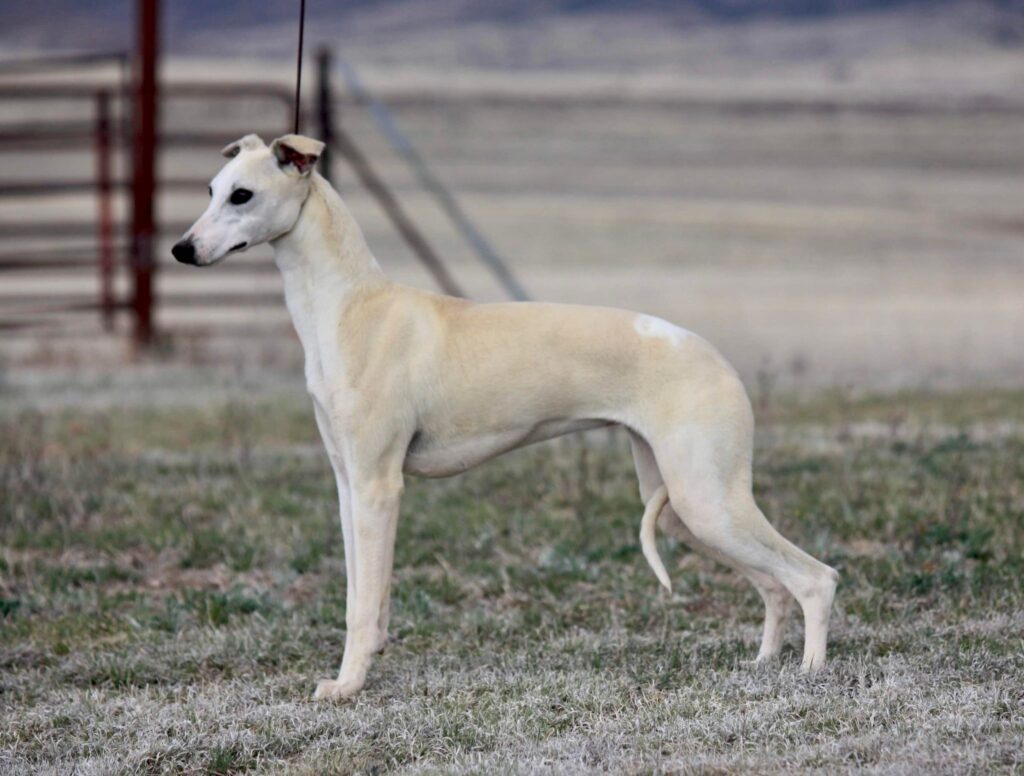 fawn and white whippet in tucson arizona