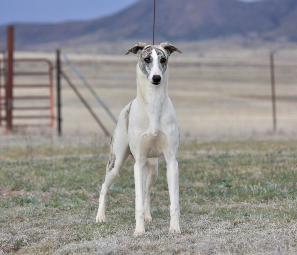 whippet stud dog in tucson arizona