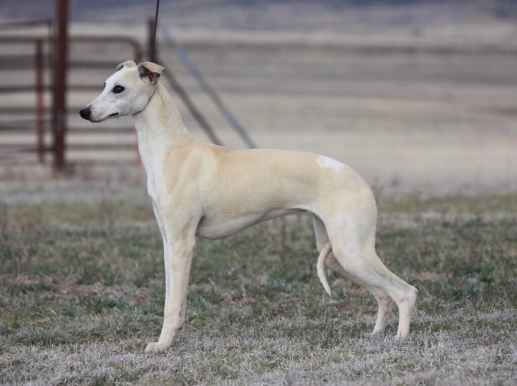 whippet breeder in tucson arizona