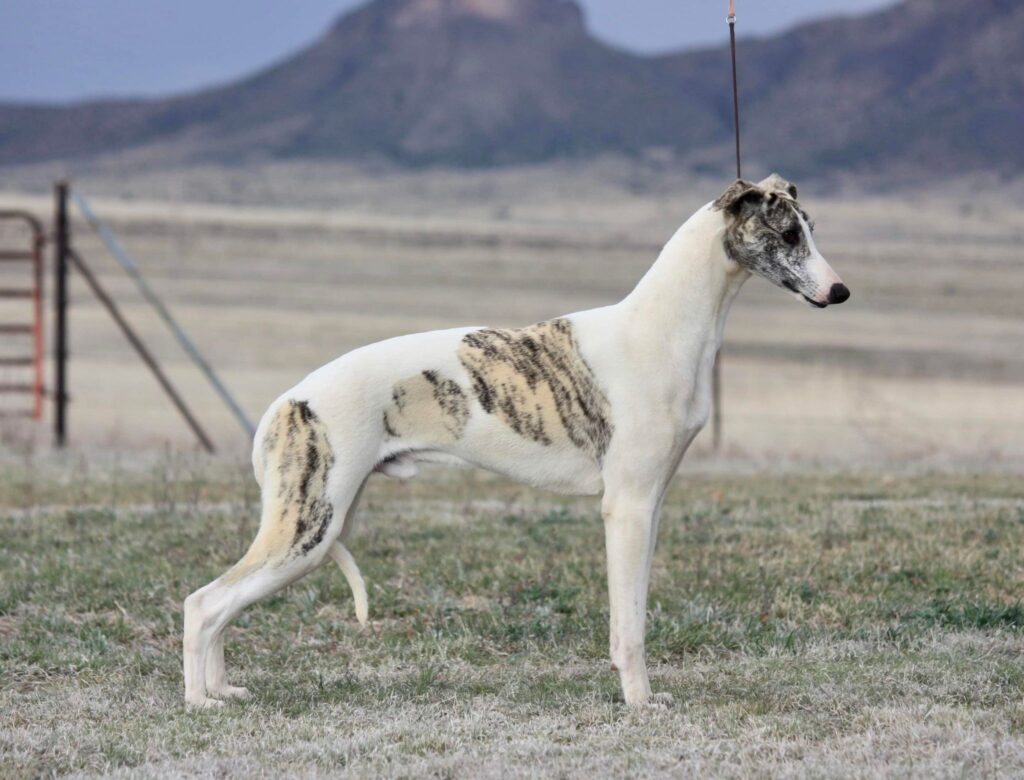 whippet breeder in tucson arizona