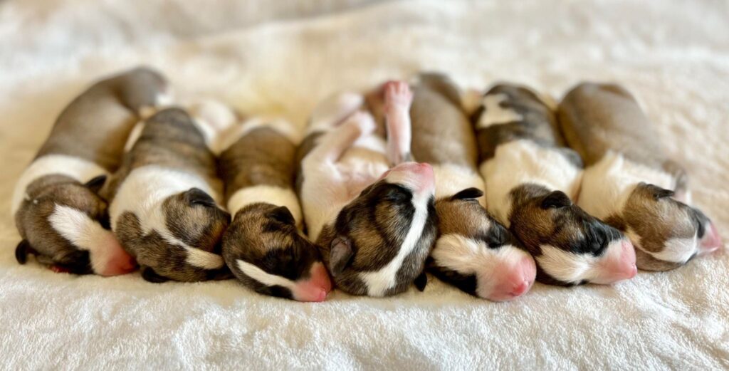 whippet puppies for sale in the usa