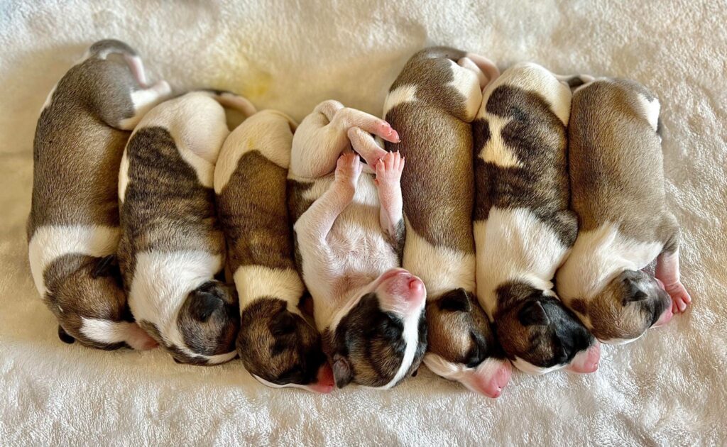 whippet puppies for sale in the usa