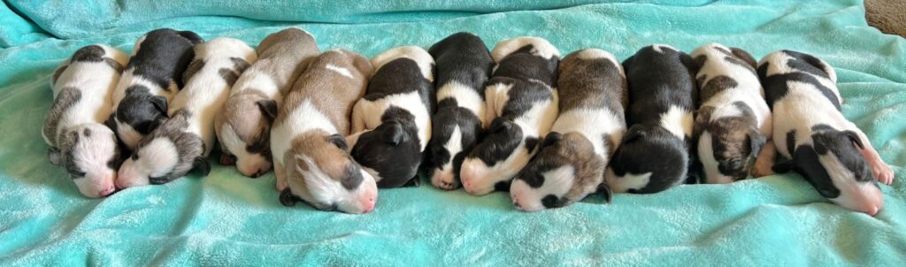 whippet puppies for sale in the usa