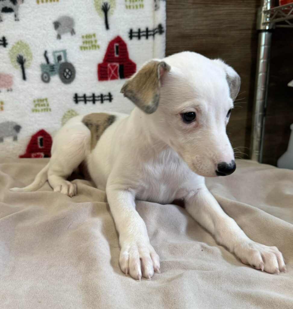 whippet puppies for sale in the PNW