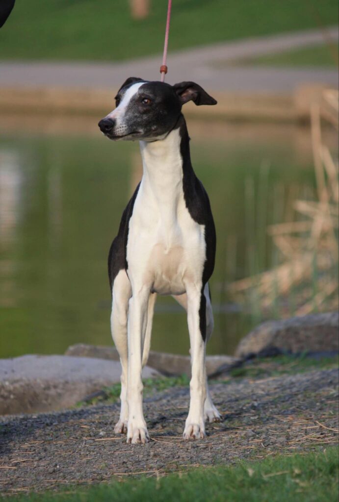 best whippet breeder in the usa