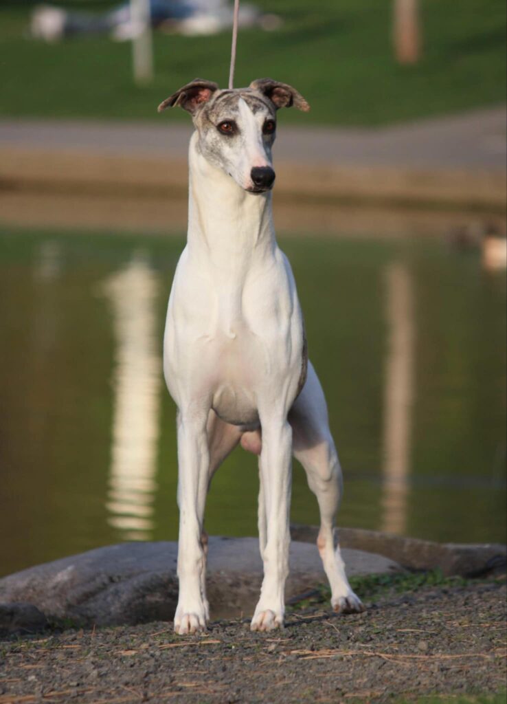 best whippet breeder in the usa
