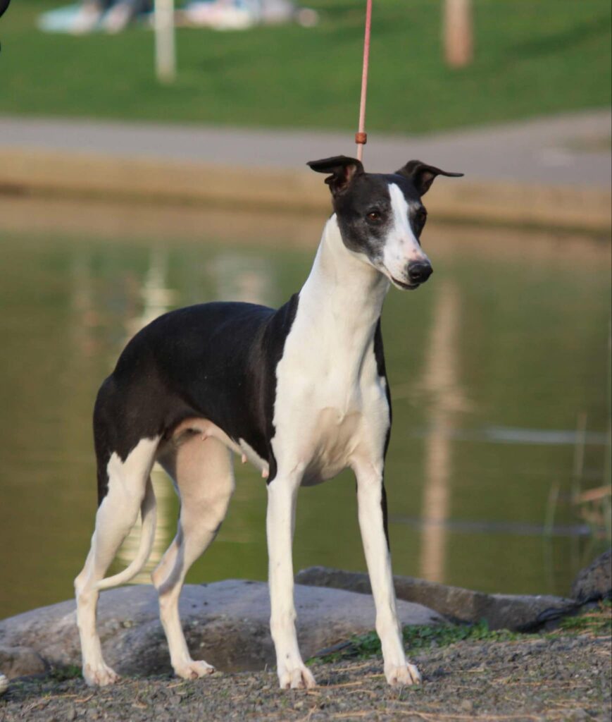 best whippet breeder in the usa