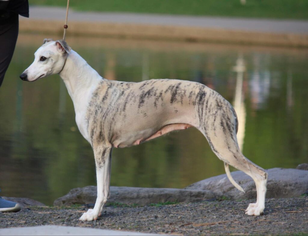 best whippet breeder in the usa