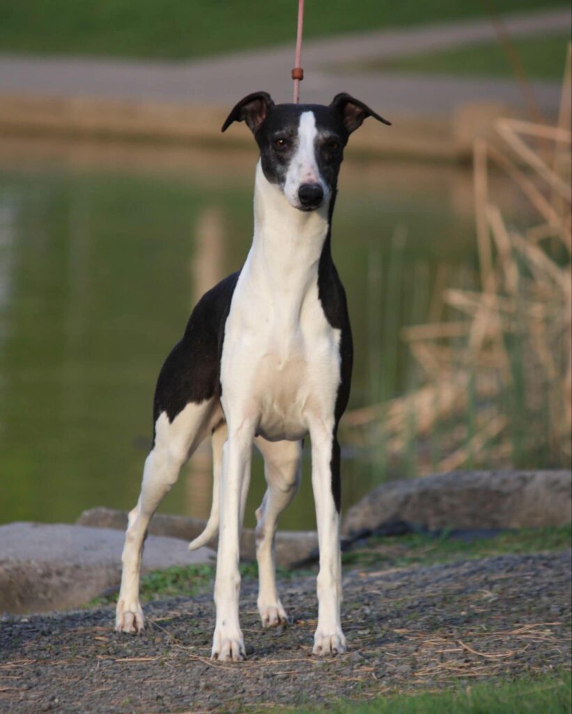 best whippet breeder in the usa