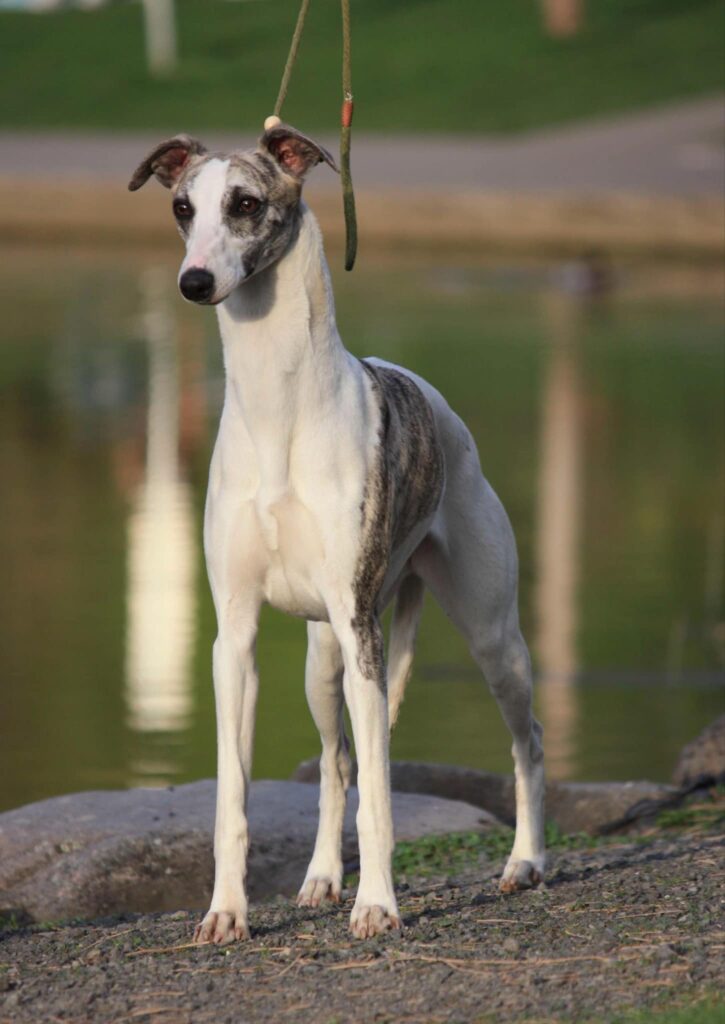 best whippet breeder in the usa