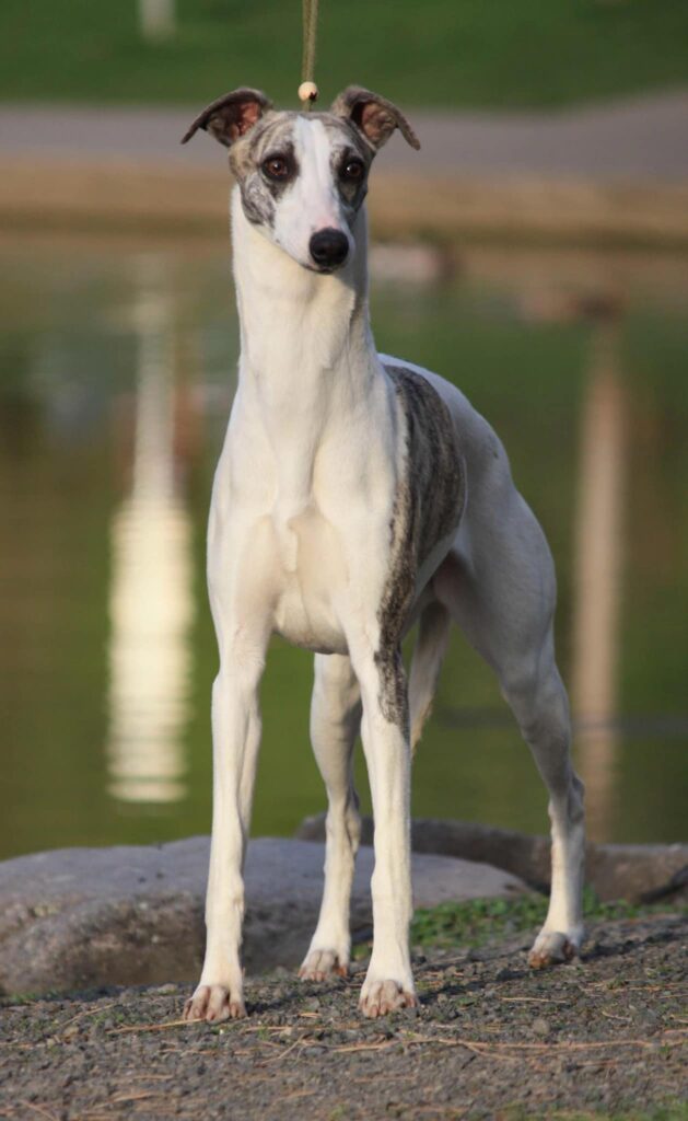 best whippet breeder in the usa