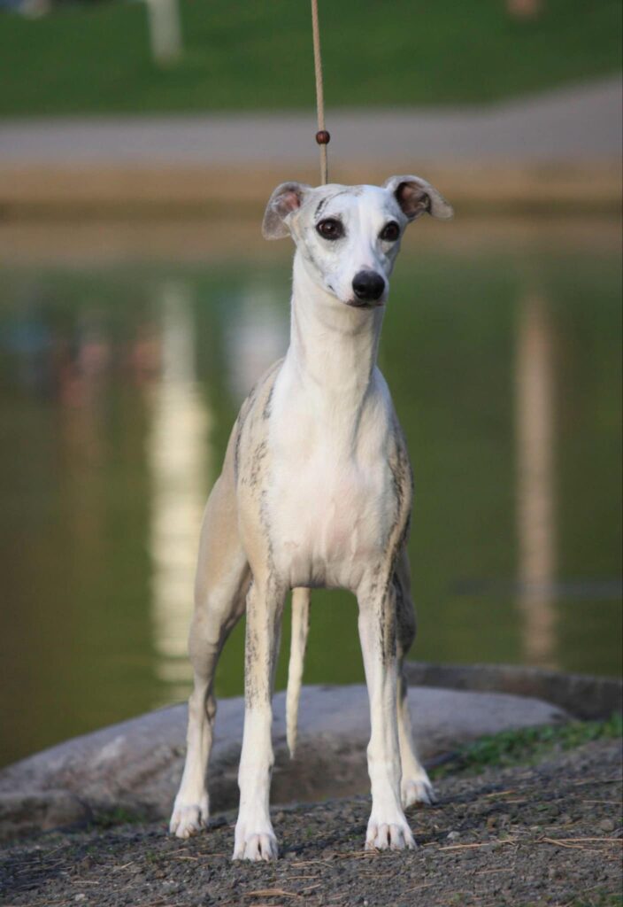 best whippet breeder in the usa