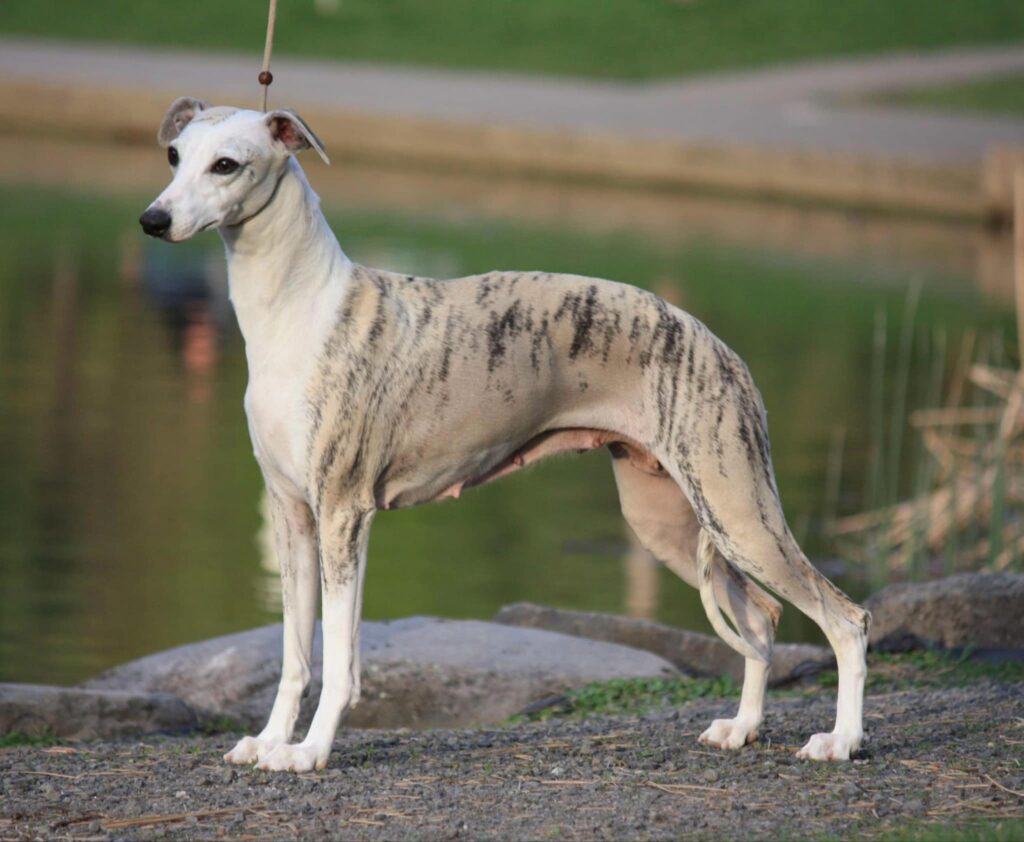 best whippet breeder in the usa