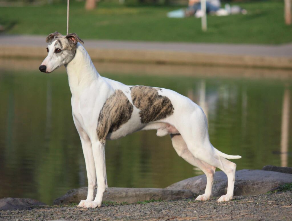 best whippet breeder in the usa