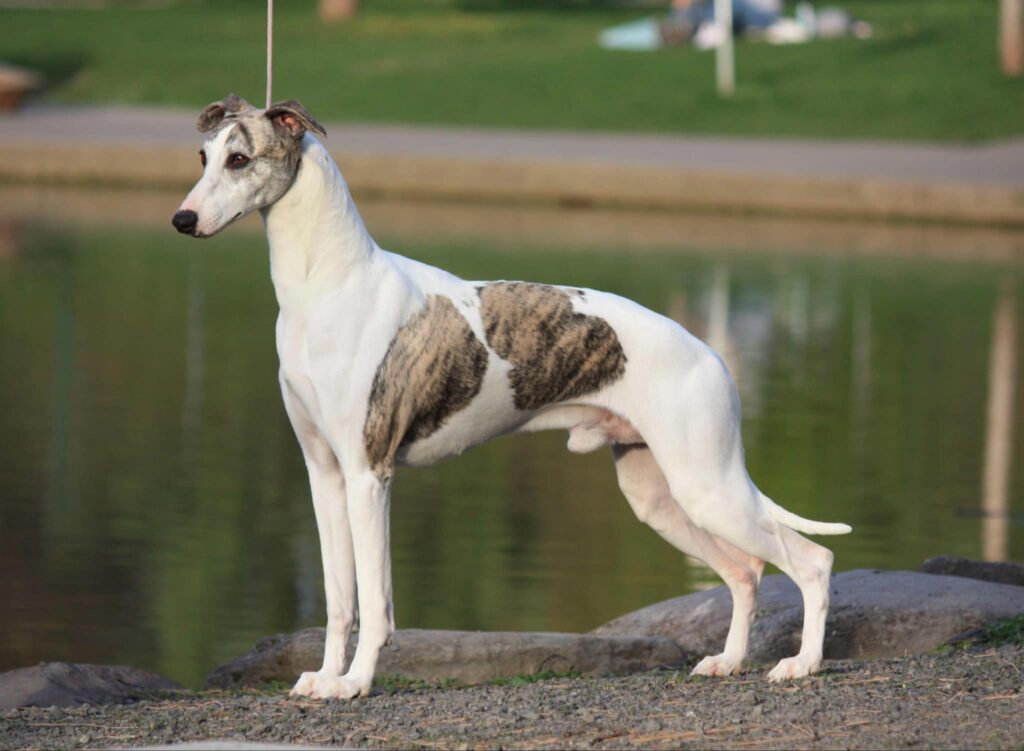 best whippet breeder in the usa