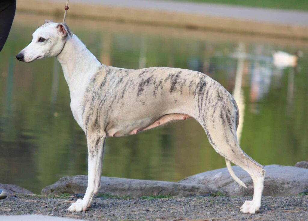 best whippet breeder in the usa