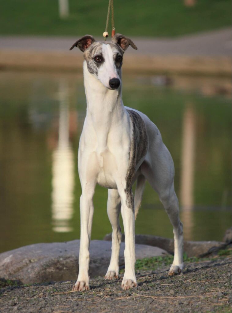 best whippet breeder in the usa