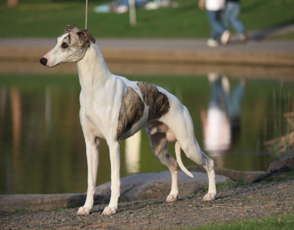 best whippet breeder in the usa
