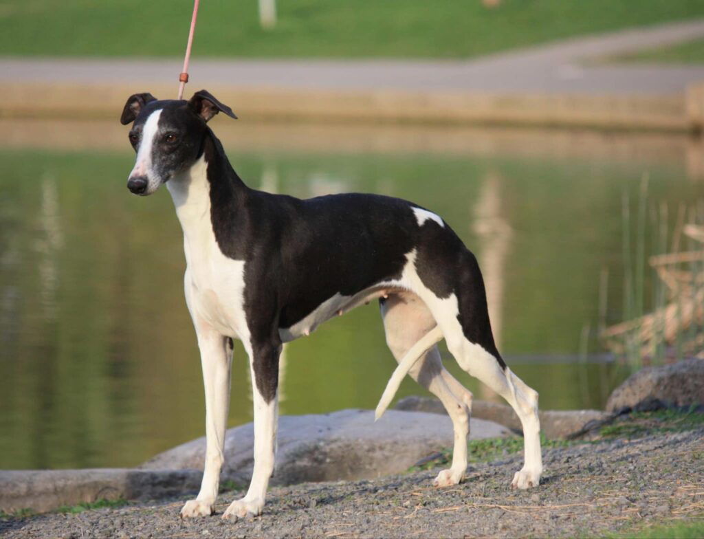 best whippet breeder in the usa