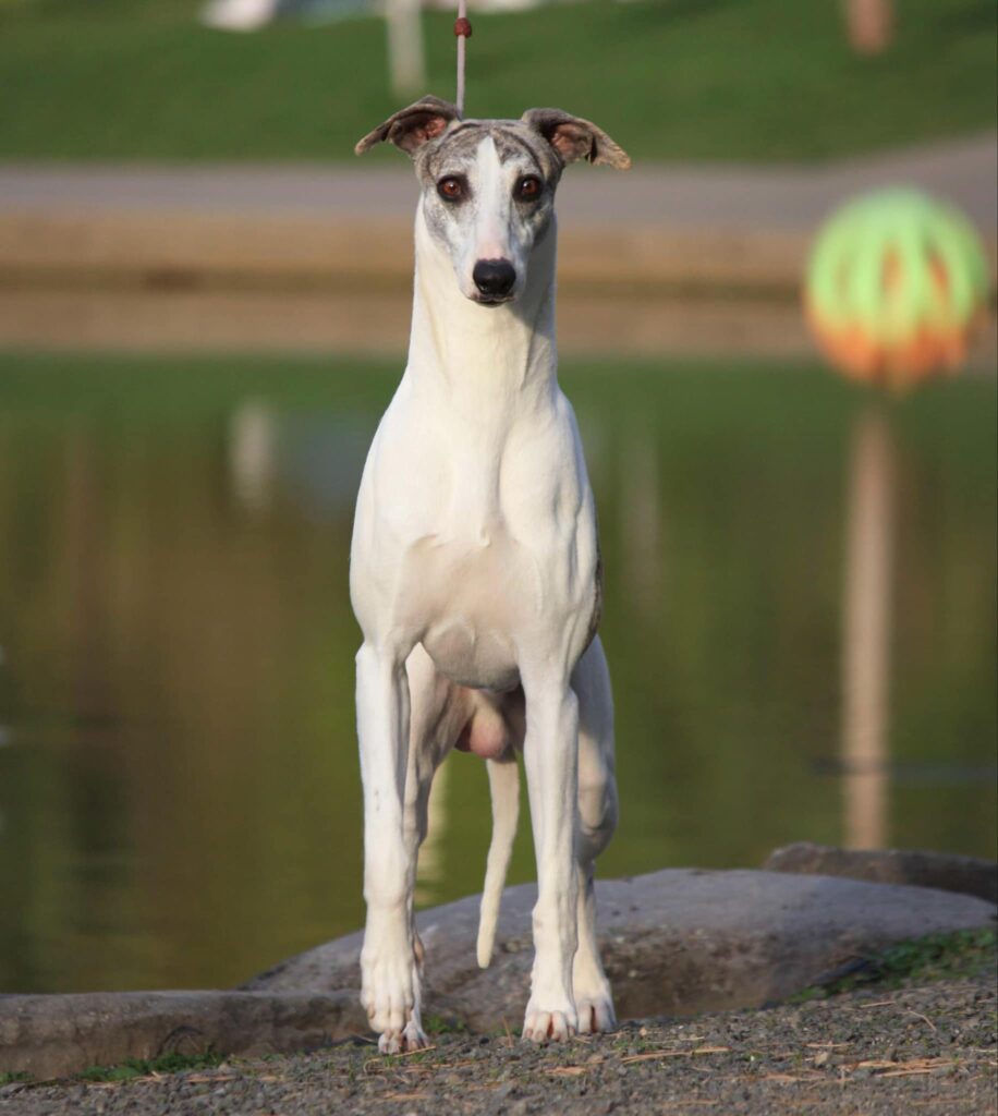 best whippet breeder in the usa