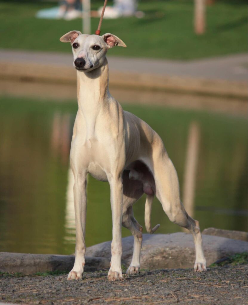 best whippet breeder in the usa