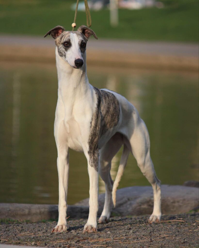 best whippet breeder in the usa