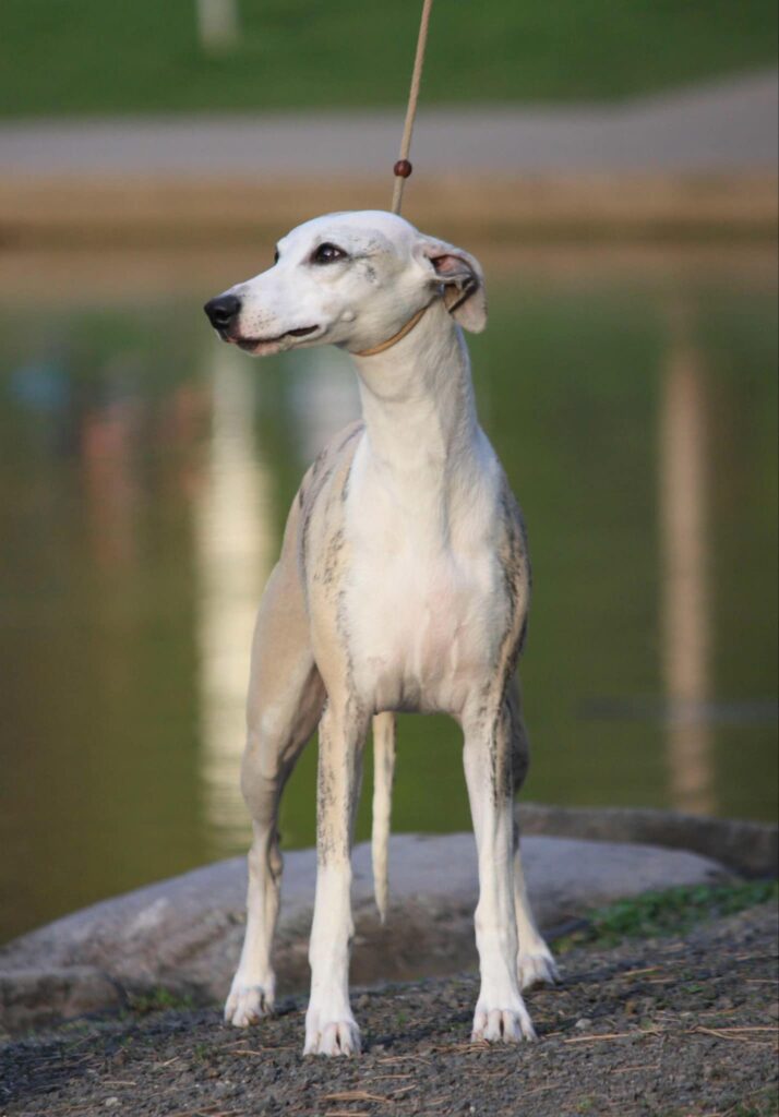 best whippet breeder in the usa