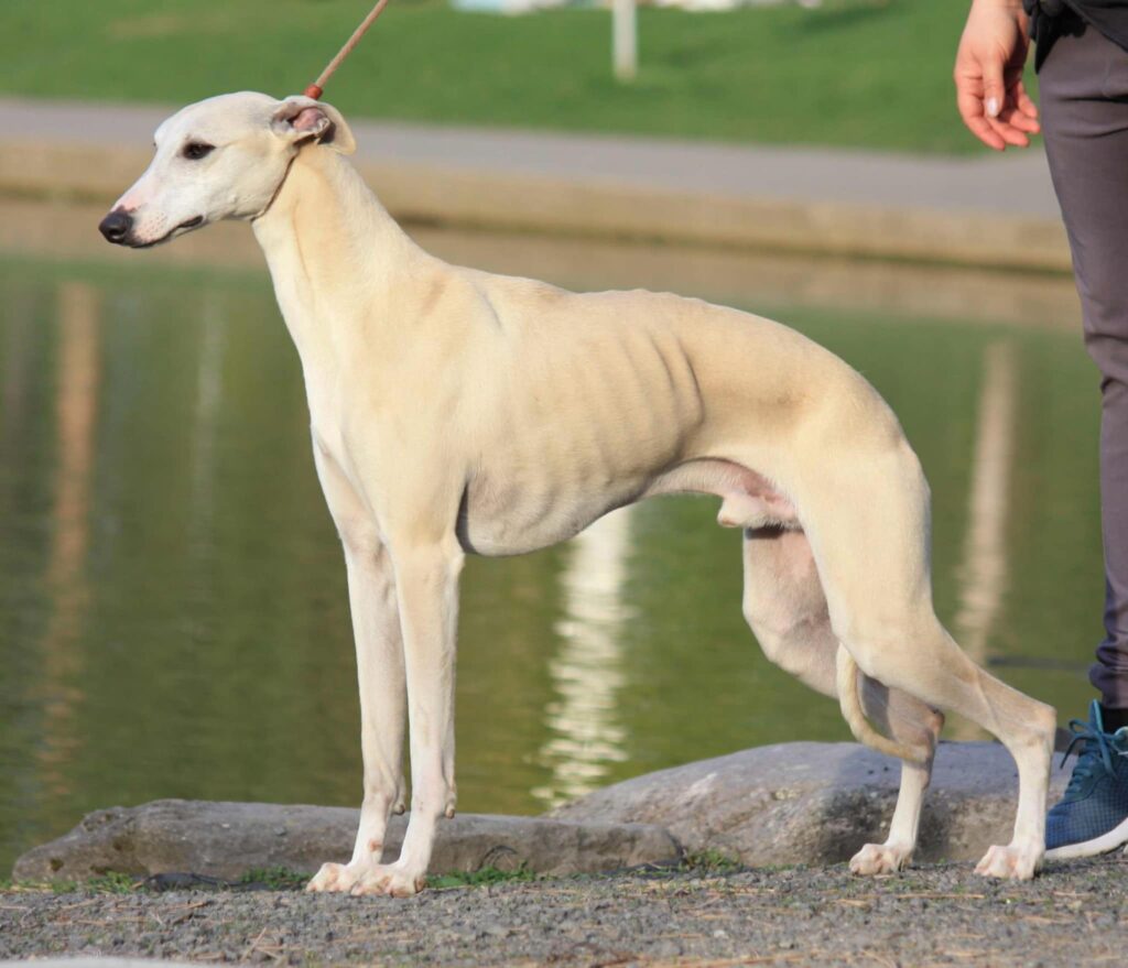 best whippet breeder in the usa