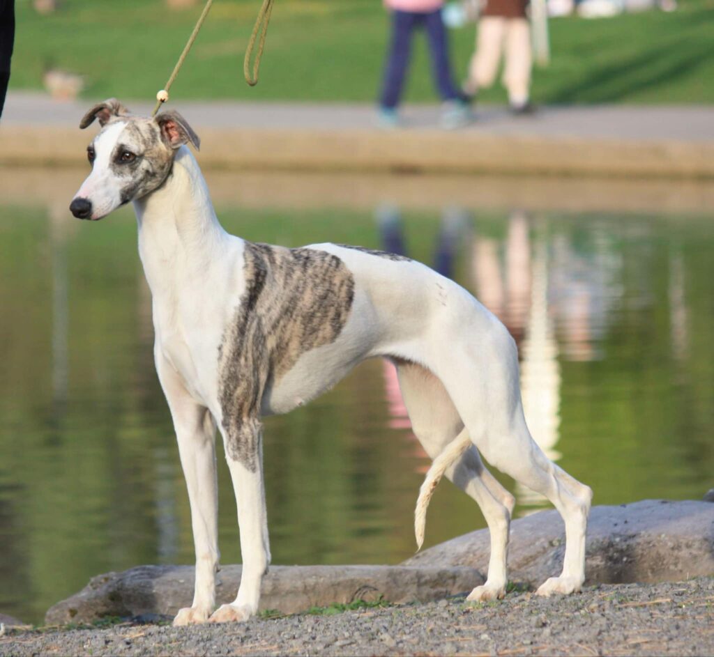best whippet breeder in the usa