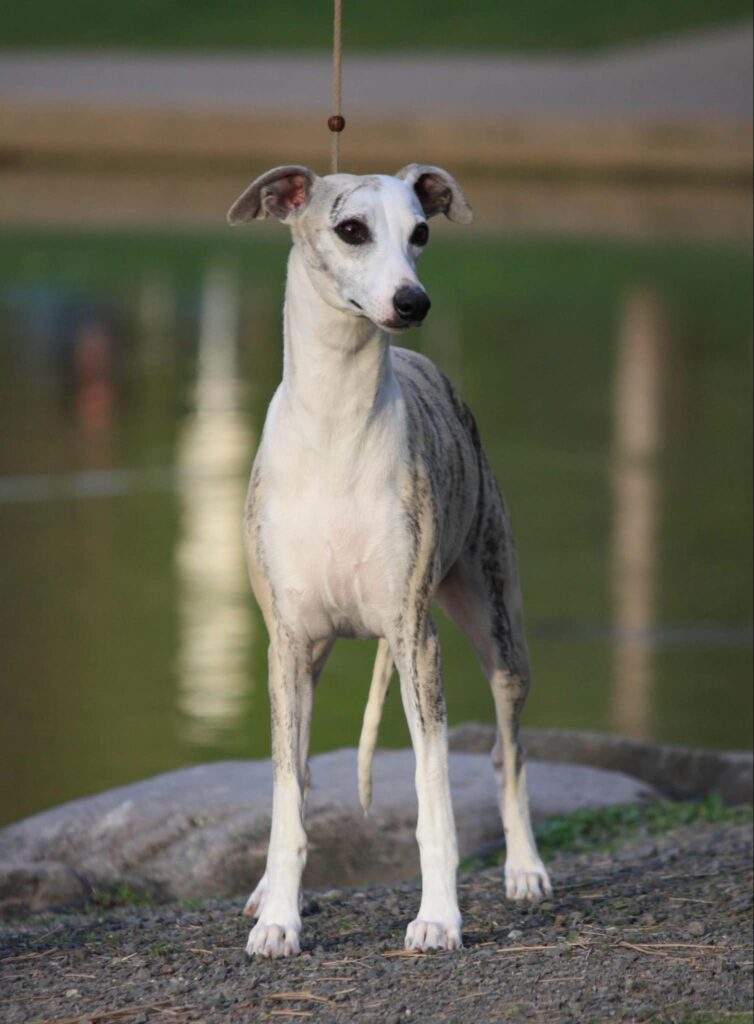 best whippet breeder in the usa