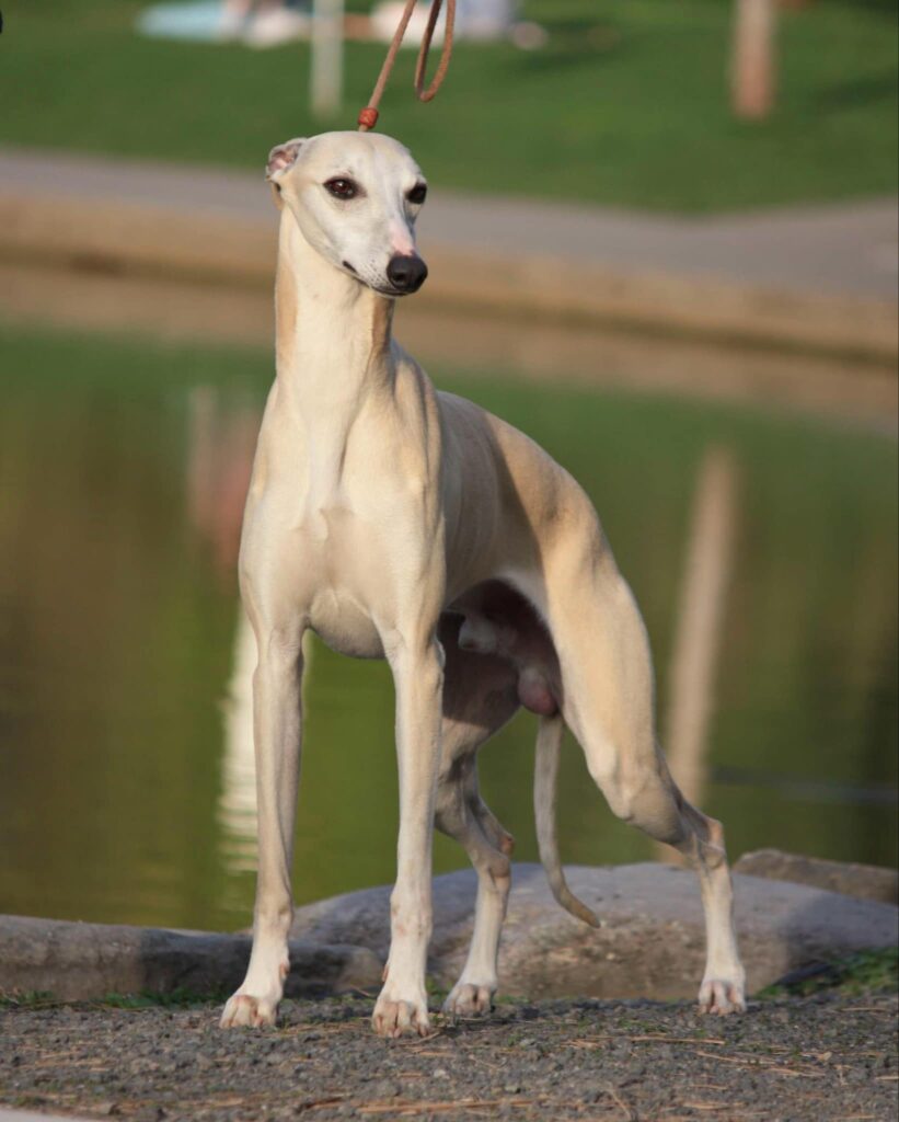 best whippet breeder in the usa