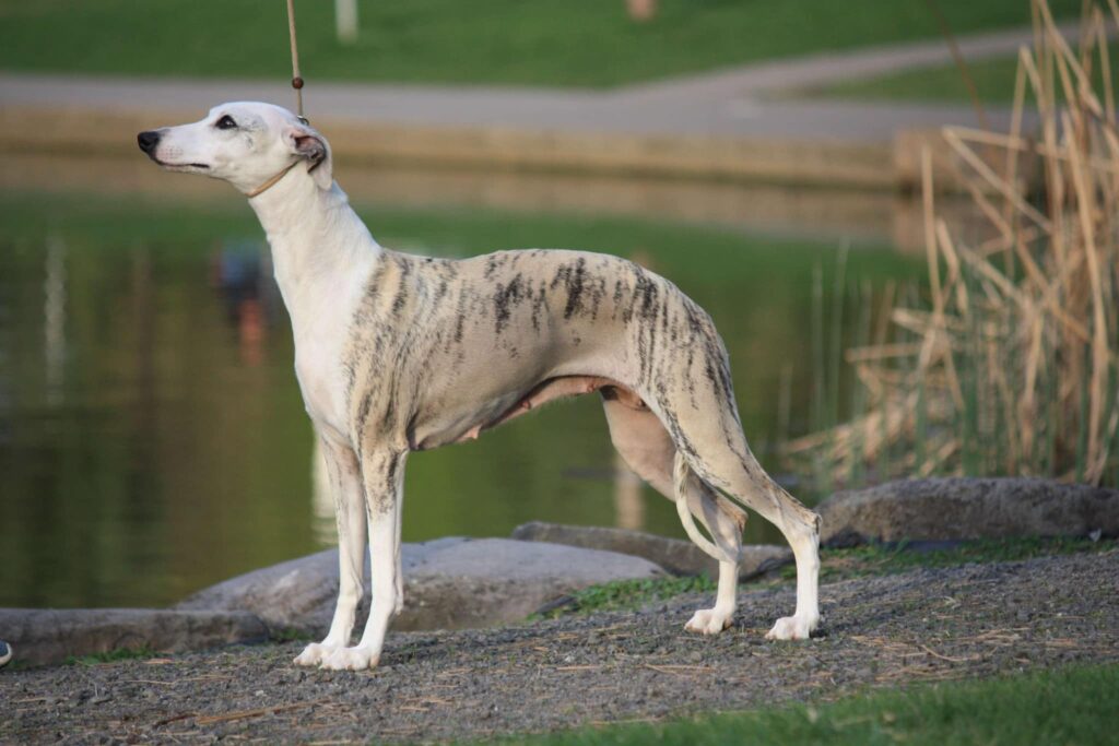 best whippet breeder in the usa