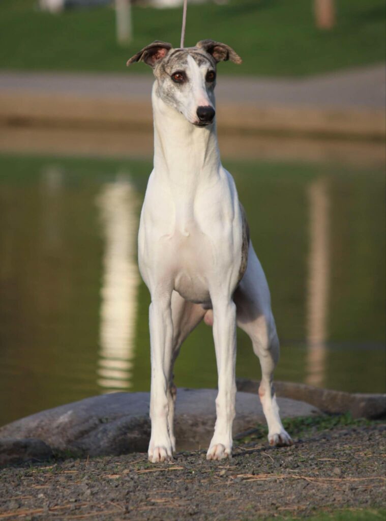 best whippet breeder in the usa