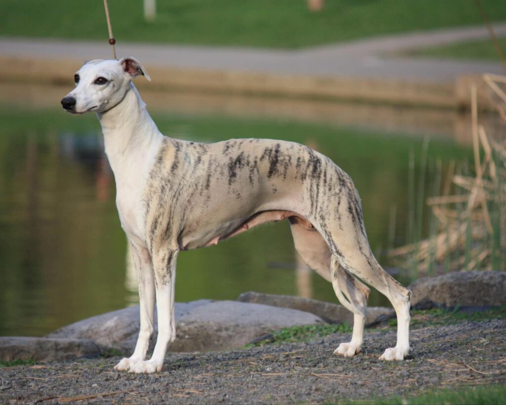 best whippet breeder in the usa