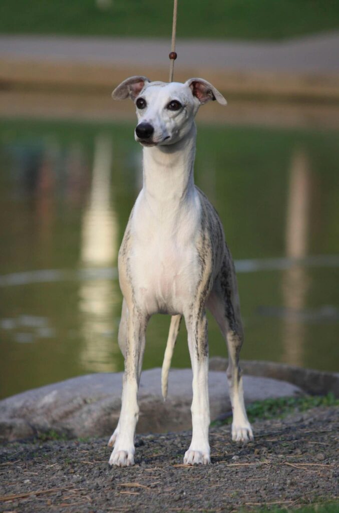best whippet breeder in the usa