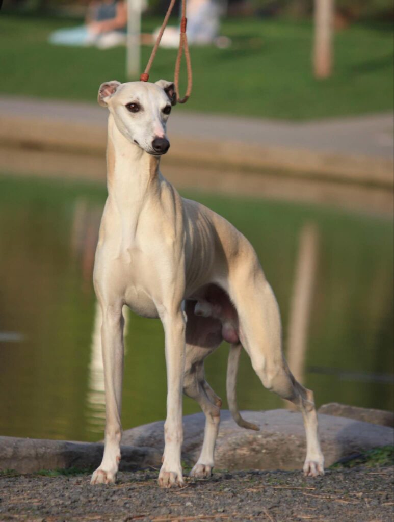 best whippet breeder in the usa