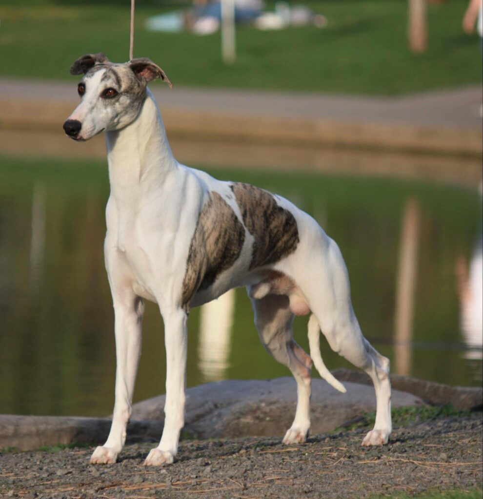 best whippet breeder in the usa