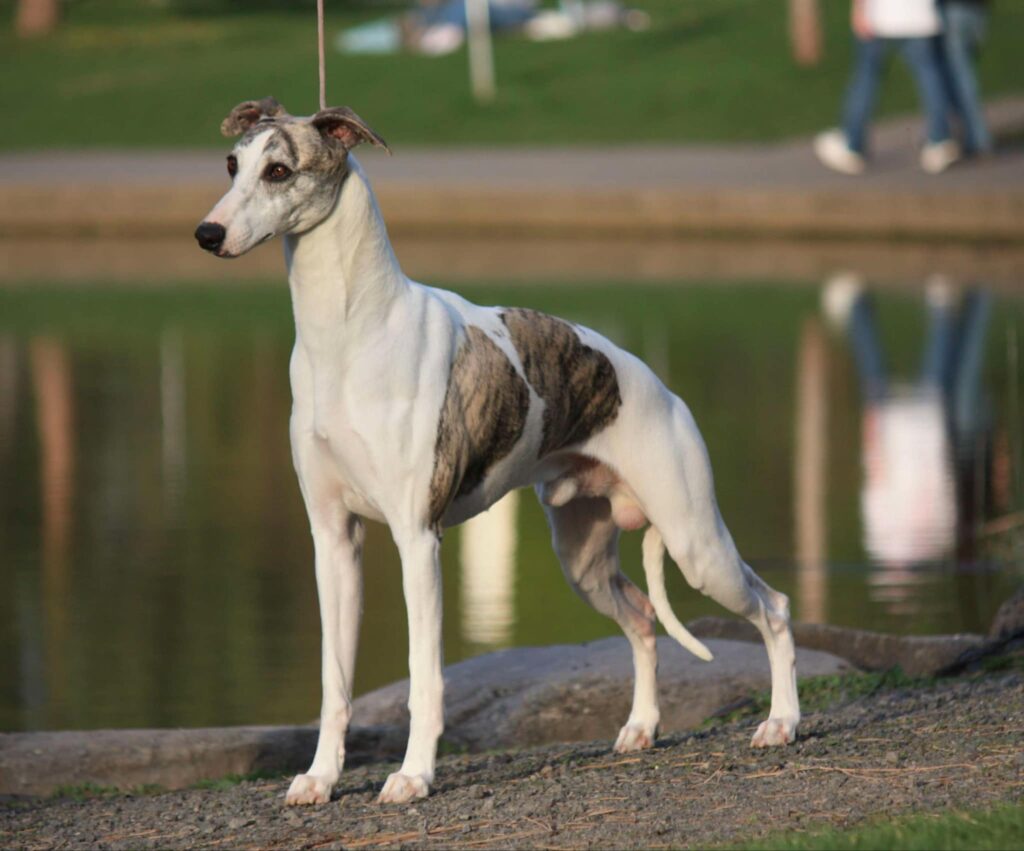 best whippet breeder in the usa